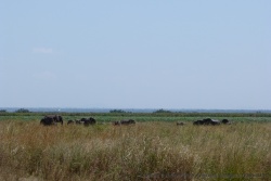 Les herbes sont tellement hautes, qu'on voit à peine les éléphants
