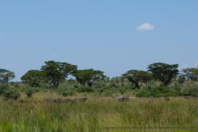 Les gros troupeaux de buffles aiment aussi se cacher dans les hautes herbes