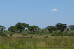 Les gros troupeaux de buffles aiment aussi se cacher dans les hautes herbes