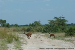 Soudain, de gracieuses gazelles nous coupent la route, ce sont des bushbucks