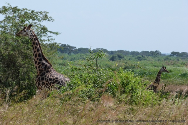 Les girafes, toujours aussi friandes d'acacias