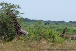 Les girafes, toujours aussi friandes d'acacias