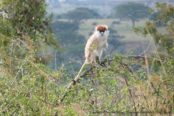 Un patas monkey (singe patas) dans toute sa splendeur