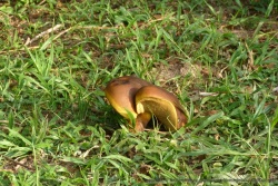 Les alentours des chutes Murchinson sont bien humides, en témoigne la présence de ce curieux champignon