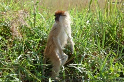 Ce petit patas monkey n'a pas l'air rassuré