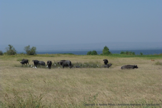 Le lac Albert en toile de fond de ce petit troupeau de buffles