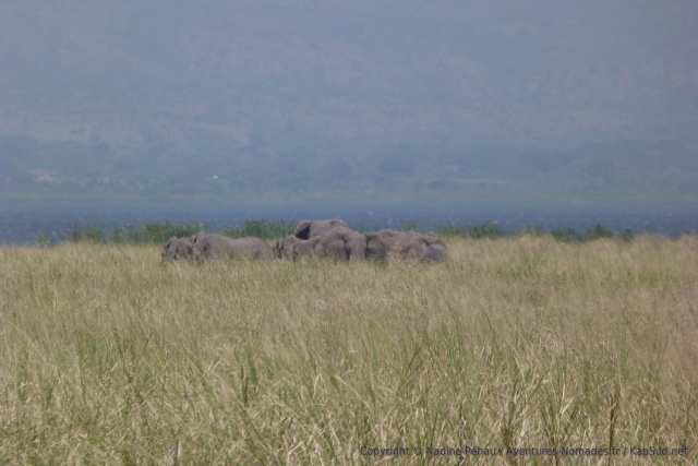Cette fois-ci, ce sont des éléphants qui jouent à cache-cache dans les herbes
