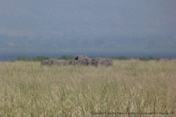 Cette fois-ci, ce sont des éléphants qui jouent à cache-cache dans les herbes
