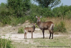 Une maman waterbuck et son petit
