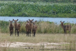 La famille des waterbuck au complet