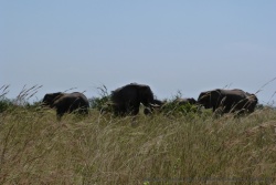 On parvient tant bien que mal à se rapprocher des éléphants mais pas assez pour bien les voir