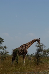 Une très belle girafe