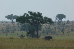 Des éléphants à la recherche d'ombre alors que le soleil est à son zénith