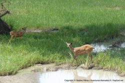 Les discrets bushbuck se laissent parfois surprendre