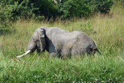 Cet énorme éléphant se délecte de toutes ces bonnes herbes