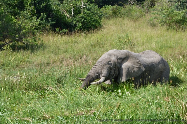 L'éléphant s'est enfoncé jusqu'à mi-corps dans les marais