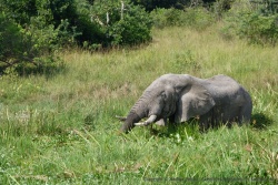 L'éléphant s'est enfoncé jusqu'à mi-corps dans les marais