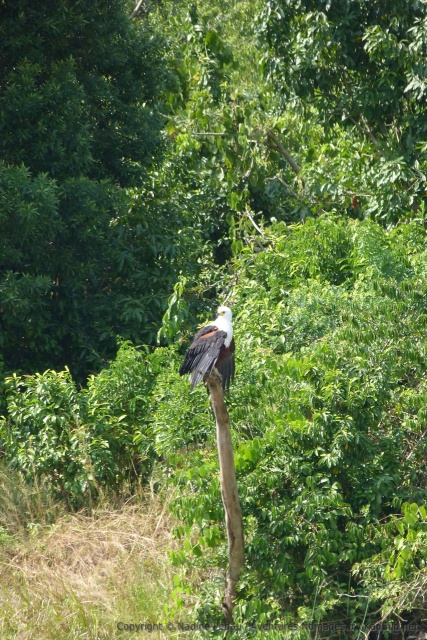 L'aigle pêcheur se repose