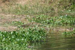 Un crocodile perdu parmi les jacinthes d'eau