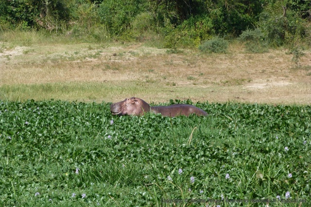 L'hippopotame aussi aime jouer dans les jacinthes d'eau