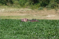 L'hippopotame aussi aime jouer dans les jacinthes d'eau