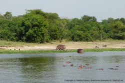 Les hippopotames sont très représentés sur cette portion du fleuve