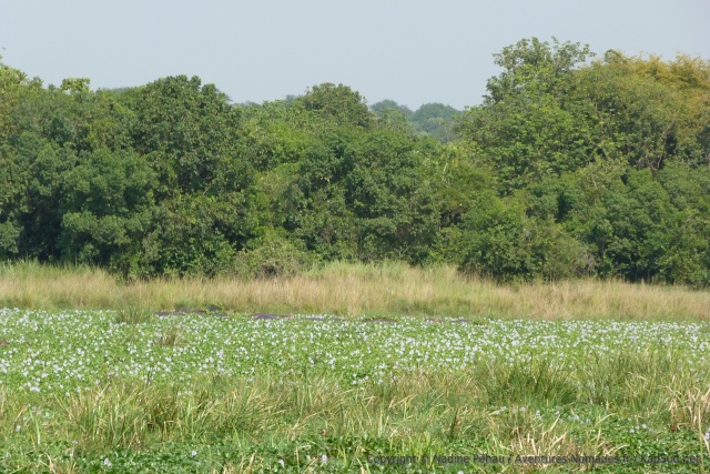 Le paysage bucolique des jacinthes en fleur, ne doit pas faire oublier le danger des hippopotames