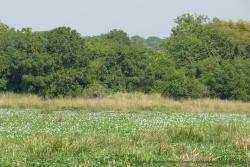Le paysage bucolique des jacinthes en fleur, ne doit pas faire oublier le danger des hippopotames