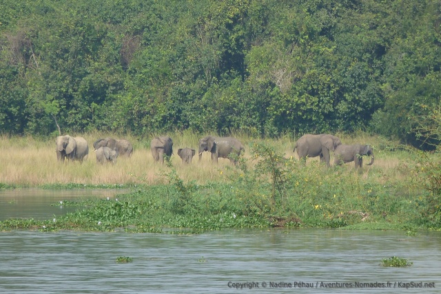Un petit groupe d'éléphants est venu s'abreuver