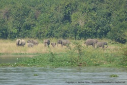 Un petit groupe d'éléphants est venu s'abreuver
