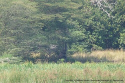Cet éléphant préferre se donner du mal pour attraper les branches