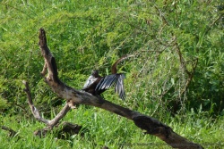 Le cormoran au coup de serpent doit faire sécher son plumage au soleil après chaque séance de pêche