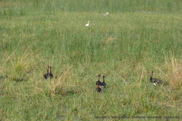 Canards, aigrettes, hérons, c'est aussi le paradis des oiseaux