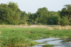 Une discrète girafe se laisse apercevoir