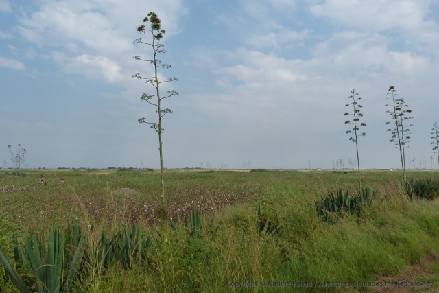 Les haies d'aloès séparent les parcelles des champs