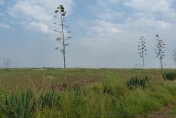 Les haies d'aloès séparent les parcelles des champs