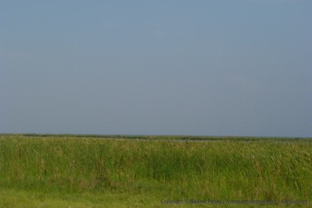 On le voit à peine, mais le lac Albert est bien là, derrière les papyrus