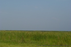 On le voit à peine, mais le lac Albert est bien là, derrière les papyrus
