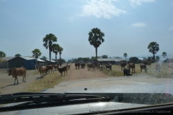 Les troupeaux de vache se dispersent dans le village