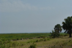 Les vaches doivent être des habituées des lieux à voir comment elles colonisent les marais