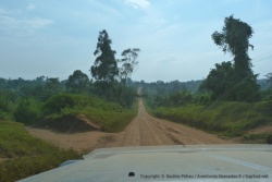La piste trace à travers la forêt