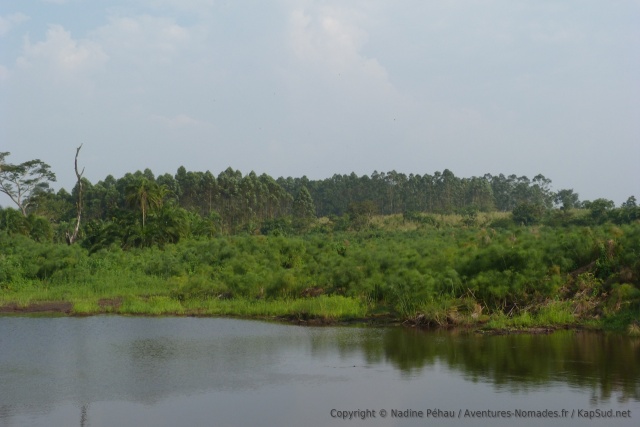 Un paysage caractéristique des zones humides très nombreuses dans cette partie de l'Ouganda