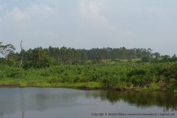 Un paysage caractéristique des zones humides très nombreuses dans cette partie de l'Ouganda