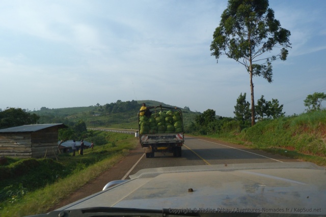 Nous suivons un camion de thé qui fait la collecte dans les plantations