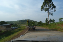 Nous suivons un camion de thé qui fait la collecte dans les plantations