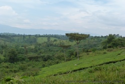 Les paysages magnifiques des environs de Fort portal