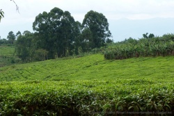 Thé, bananiers et eucalyptus, la formule gagnante dans la région