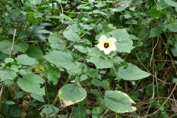 Une jolie fleur colorée dans la verdure