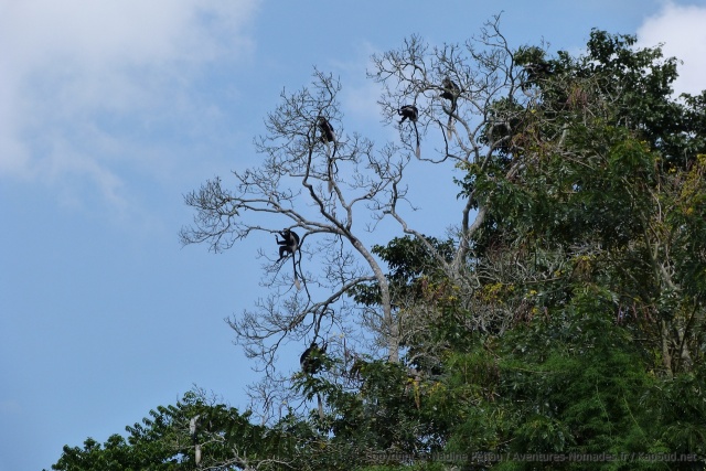 Une colonie de singes colobes noirs et blancs nous surveille
