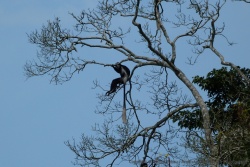 La silhouette très élégante de ces singes se distingue bien dans les arbres